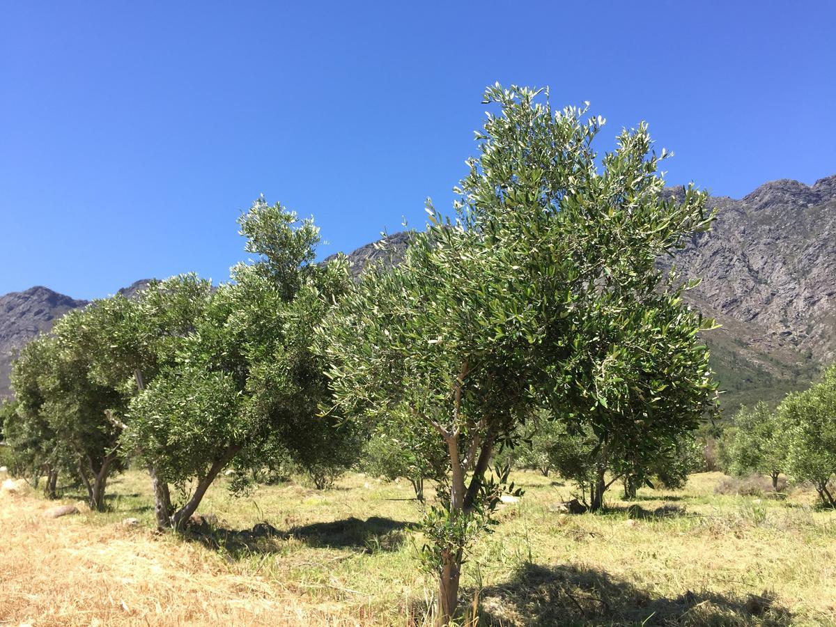 Olive Cottage Franschhoek Eksteriør billede